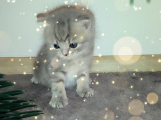 predam-britske-maciatko