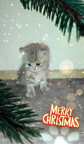 predam-britske-maciatko-big-0