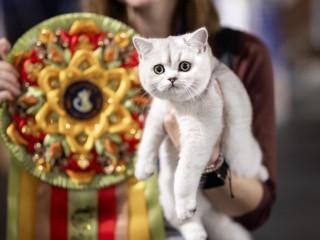 fresco-special-edition-sk