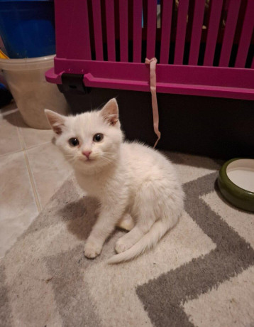 darujem-maciatko-big-0