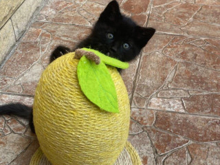 darujem-dvoch-kocurikov