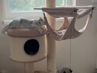 predam-velky-macaci-strom-ako-novy