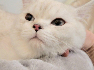 skotske-macky-ppftica-27