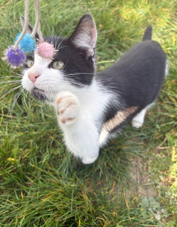 darujem-dve-macicky-big-0