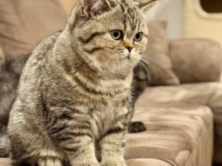 skotska-klapoucha-macka-scottish-straight-s-pp