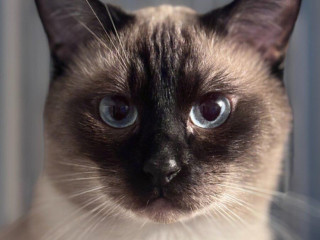 siamsky-kocur-krytie