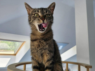 mala-cilka-hlada-domov