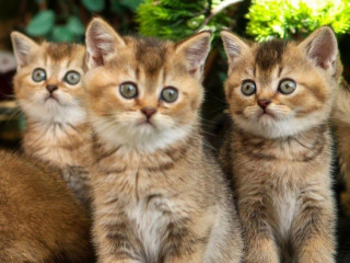 britska-kratkosrsta-macka