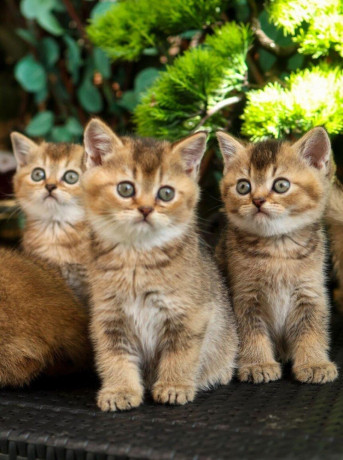 britska-kratkosrsta-macka-big-0