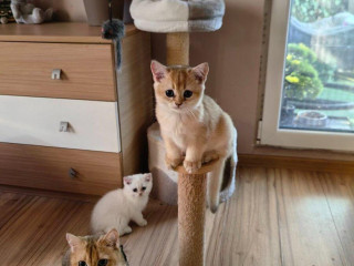 britska-kratkosrsta-macka