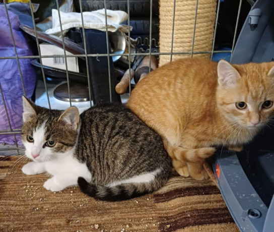 darujem-maciatka-big-0