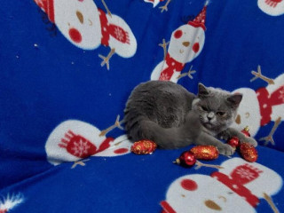 britska-britske-britsky-maciatka