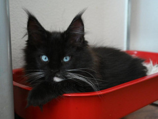 mainska-myvalia-maine-coon-mco