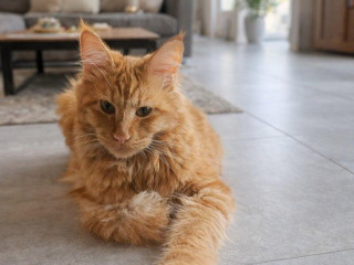 maine-coon-red-6-mes-ponuka