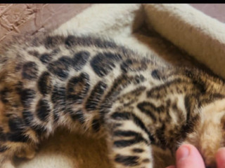 bengalska-macka-s-pp