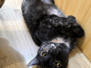 vynimocna-dalia-hlada-domov