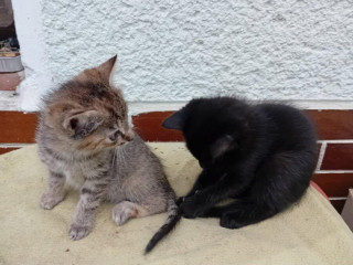 ponukam-krasne-uz-velke-maciatka