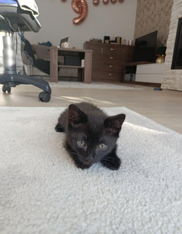 kocurikrezervovany-big-0