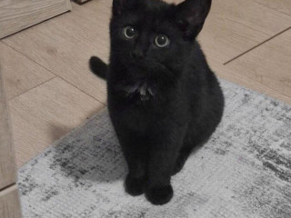 darujem-cierne-maciatko-do-dobrych-ruk