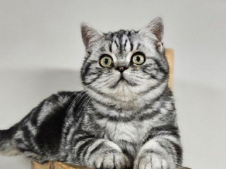 britske-maciatka-whiskas-s-pp