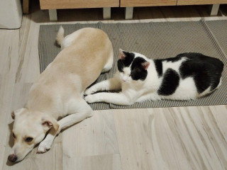 darujem-kocura-alastora