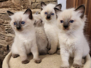 predam-maciatka-odber-mozny-ihned