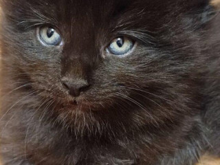 mainska-myvalia-maine-coon