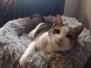 macicka-nima-na-adopciu