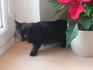 darujem-peknu-macicku