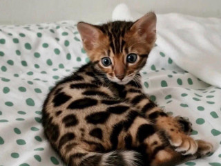 mile-bengalske-macky-na-adopciu