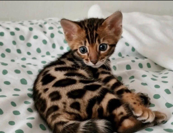 mile-bengalske-macky-na-adopciu-big-0