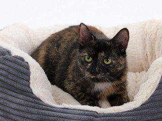 tajuplna-dama-brownie-hlada-domov