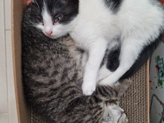 polobritske-maciatka