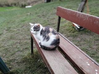 darujem-polrocne-maciatko-macicku