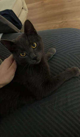 ruska-modra-macka-rocny-kocurik-big-0