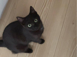 darujem-rocnu-macicku-aj-s-vybavou