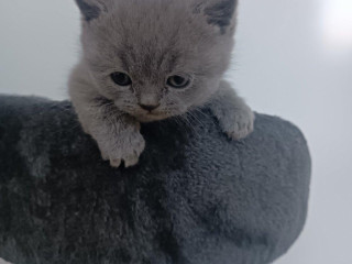 britske-modre-maciatko