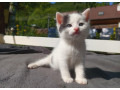 darujem-maciatka-small-0
