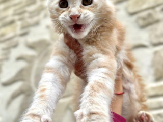 elliotmainska-myvalia-maine-coon-maciatka