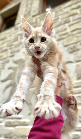 elliotmainska-myvalia-maine-coon-maciatka-big-0