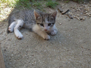 maciatka