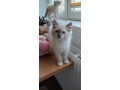 ragdoll-small-0