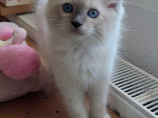 ragdoll