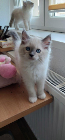 ragdoll-big-0