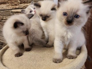 predam-maciatka-ragdoll