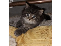 mainska-myvalia-small-0