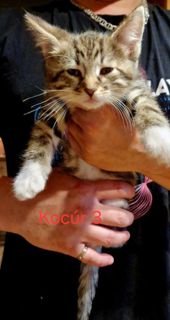 mix-maine-coon-big-0