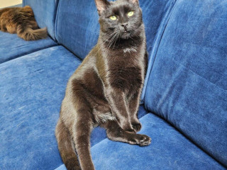 bambi-uz-velmi-dlho-caka-na-domov