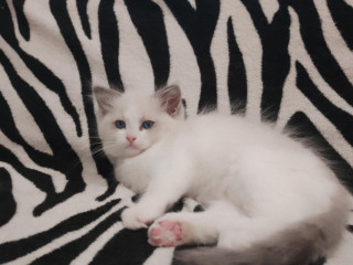 ragdoll-macicka-a-kocurik