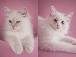 maciatka-ragdoll-s-pp